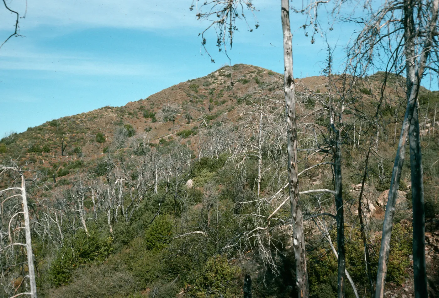 burned Cupressus sargentii, Lions Den, North of Peak #3205