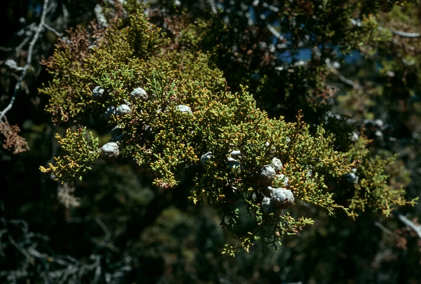 Cupressus sargentii, West Cuesta ridge