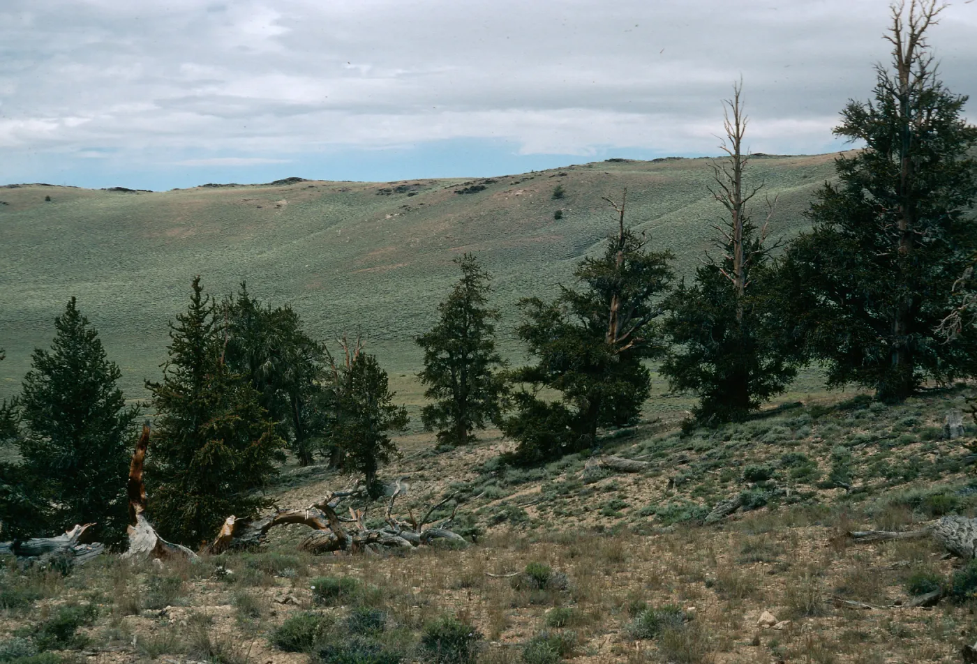 White Mountains, Pinus longaeva, Schulman Grove