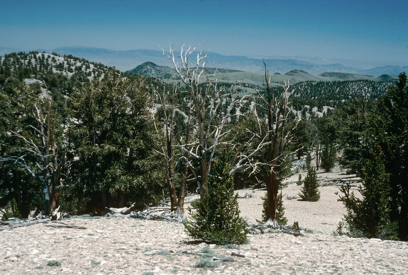 White Mountains, Patriarch Grove