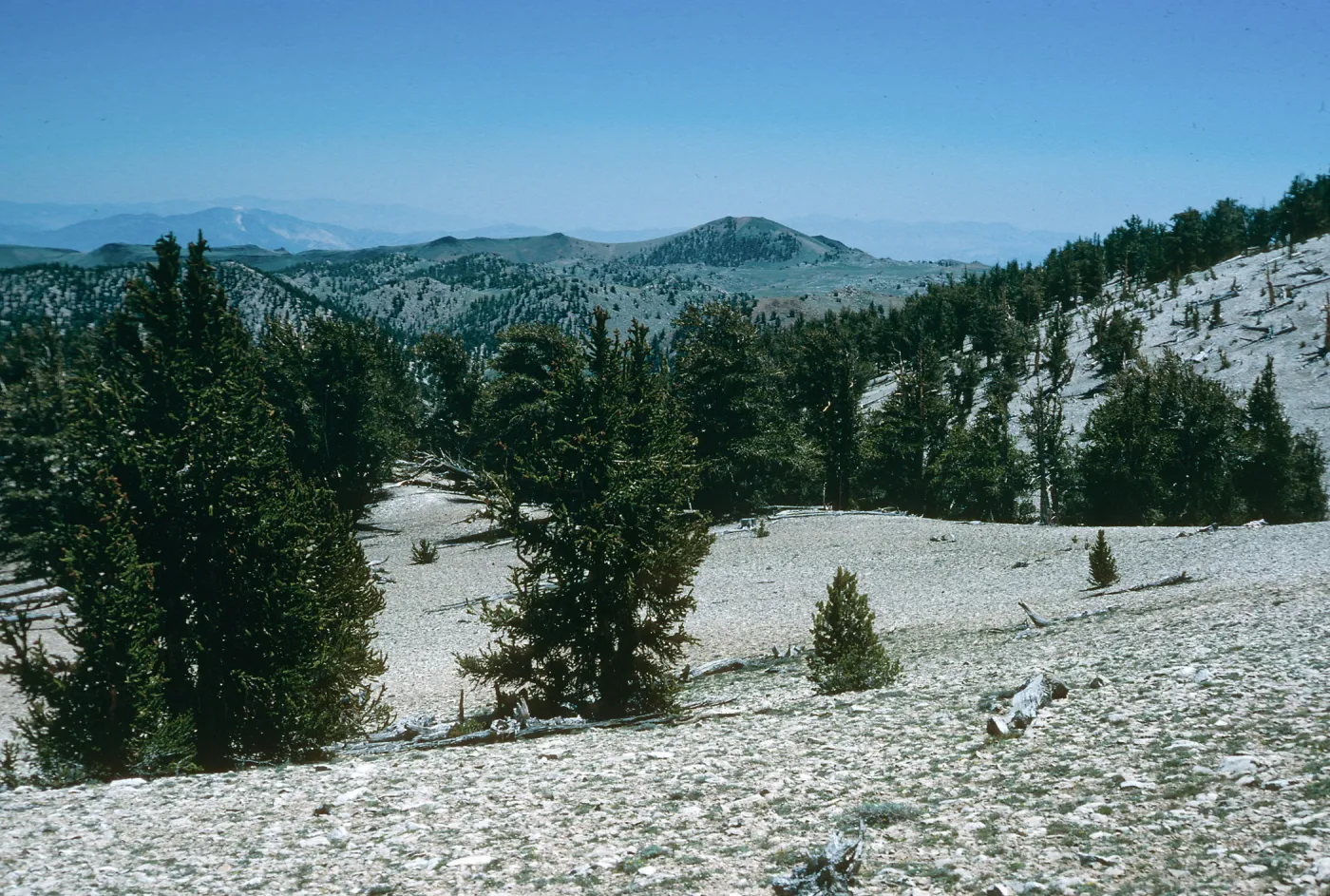 White Mountains, Patriarch Grove