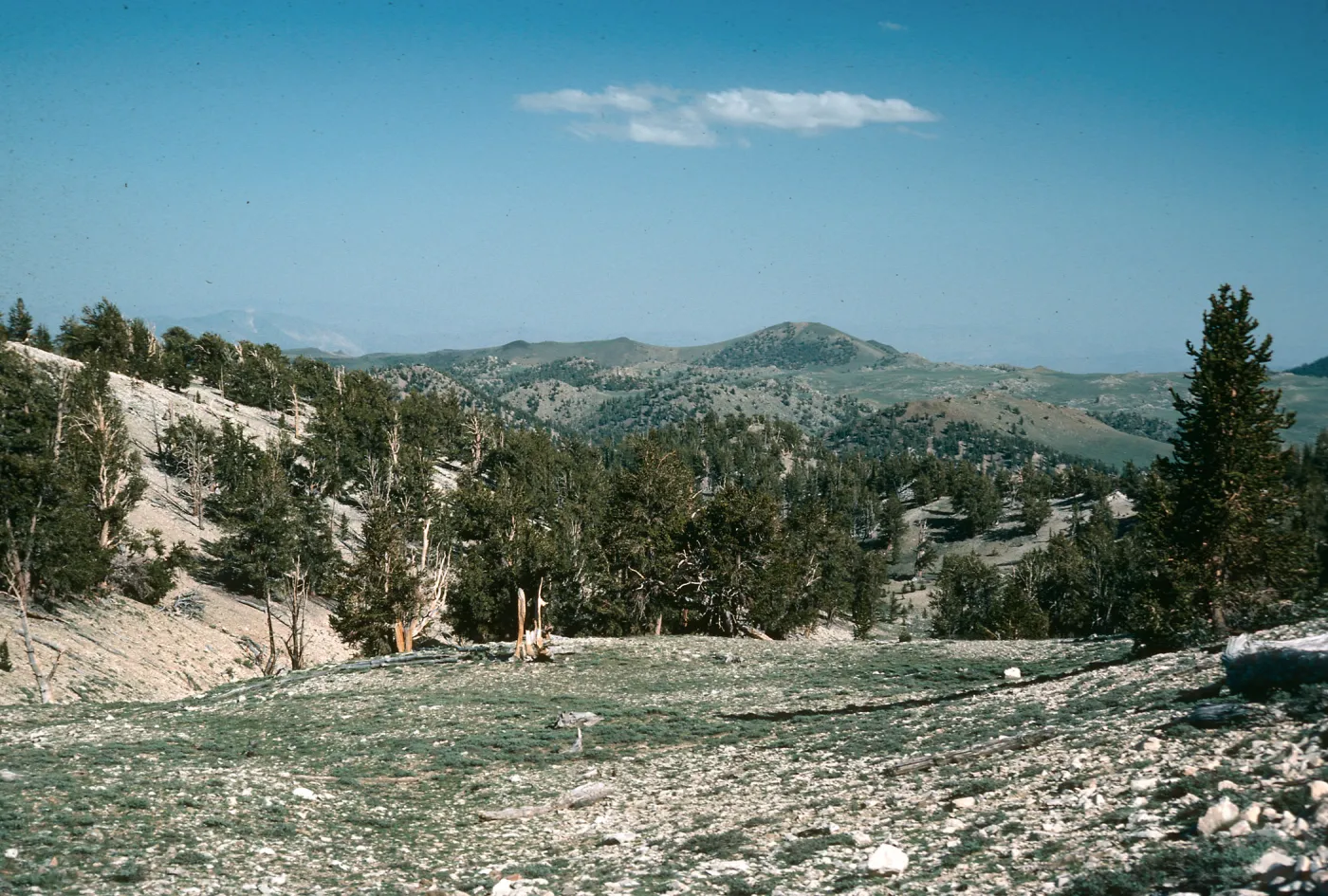 White Mountains, Patriarch Grove