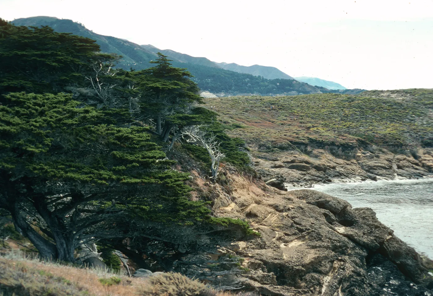 Cupressus macrocarpa, Point Lobos