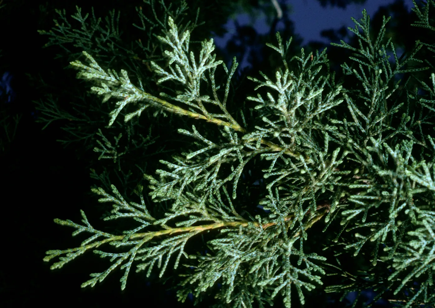 Guadalupe Island, Cupressus