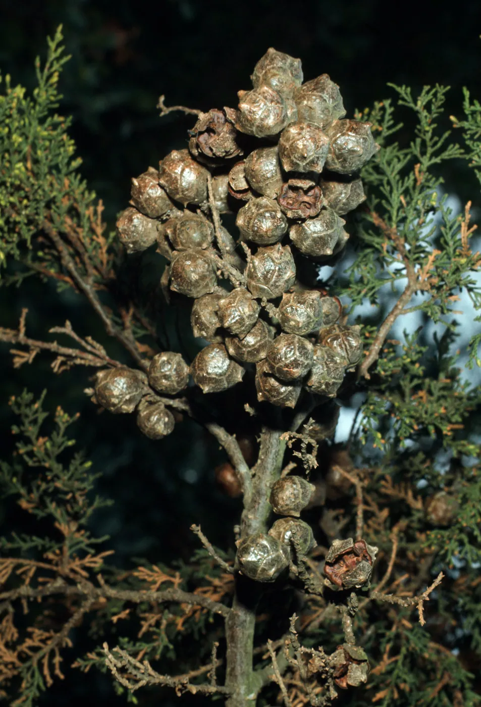 Cupressus goveniana, SBBG M 62