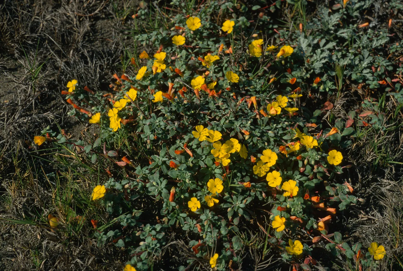Camissonia cheiranthifolia, Christy Beach