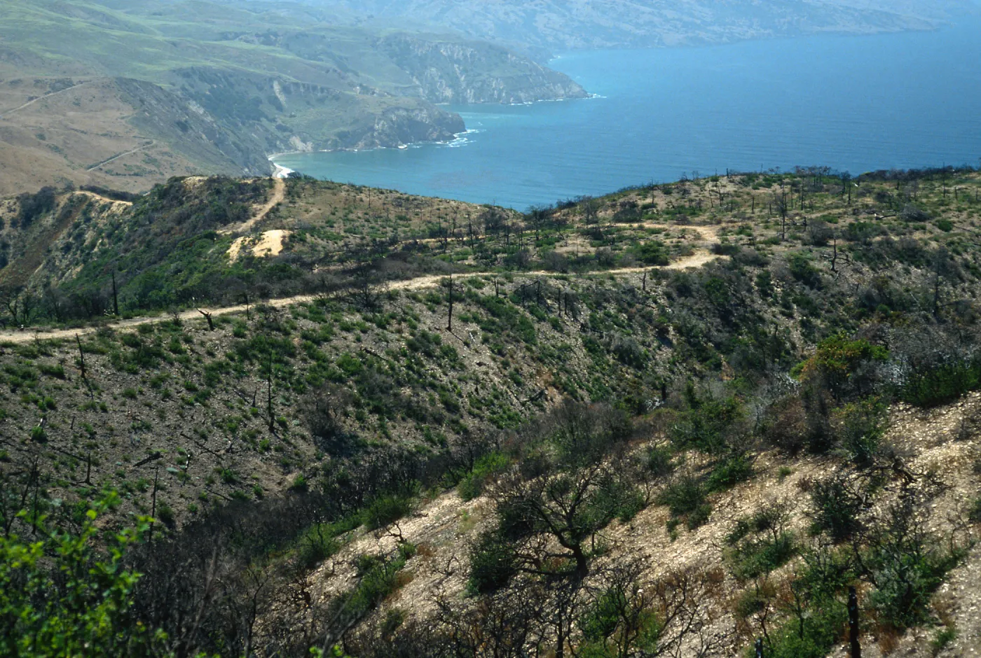 Santa Cruz Island, China Pines, after fire of December, 1994