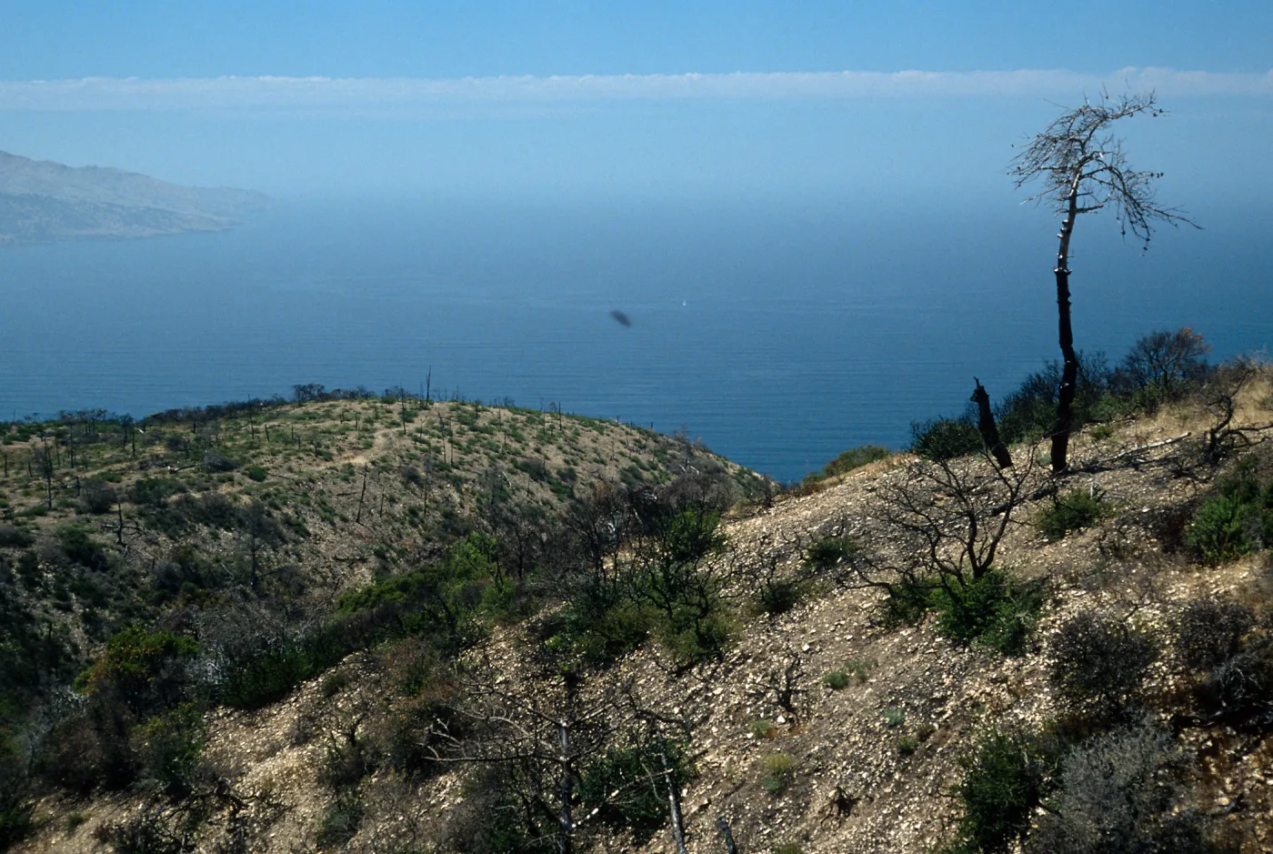 Santa Cruz Island, China Pines, after fire of December, 1984