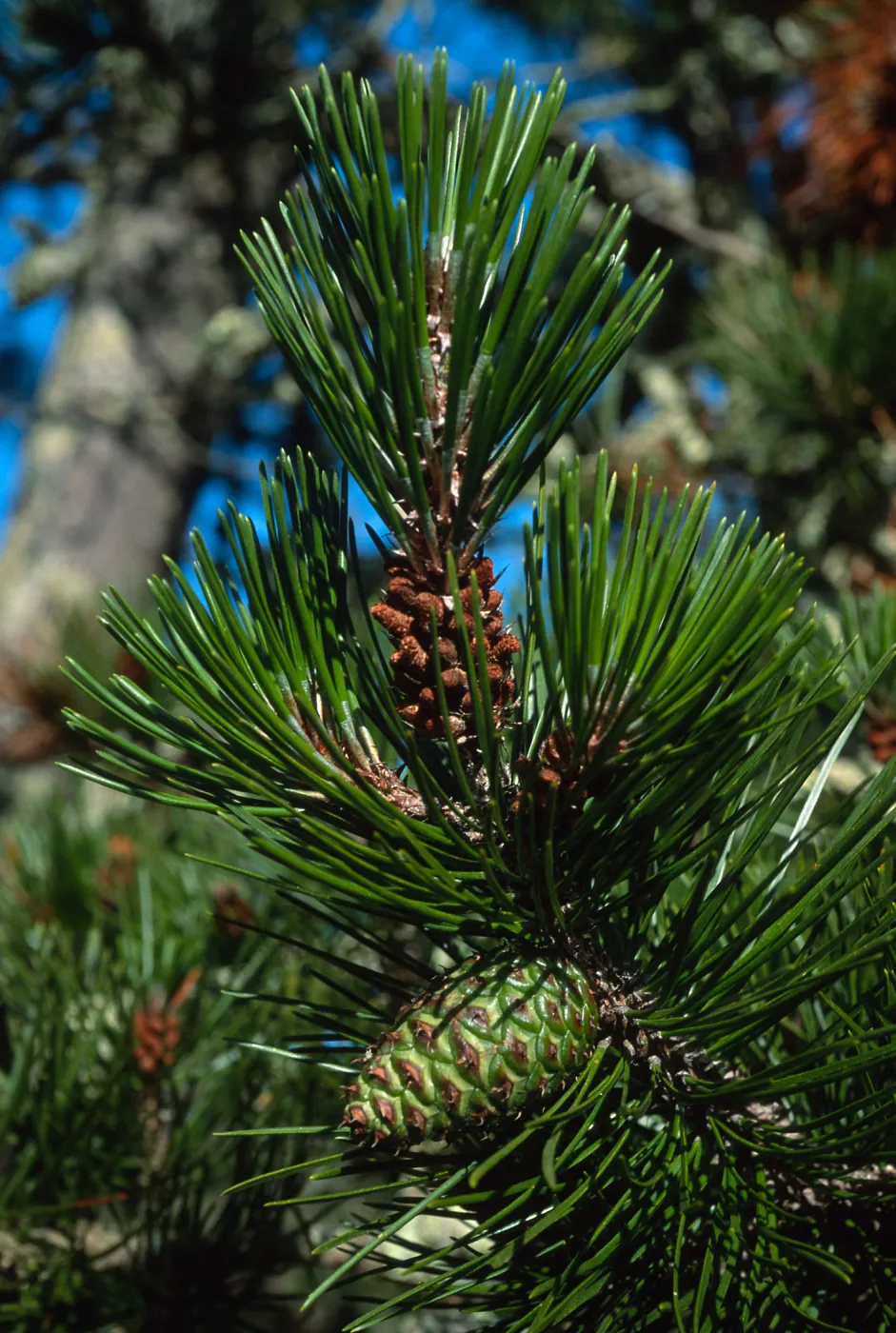 Pinus remorata, Christy Pines