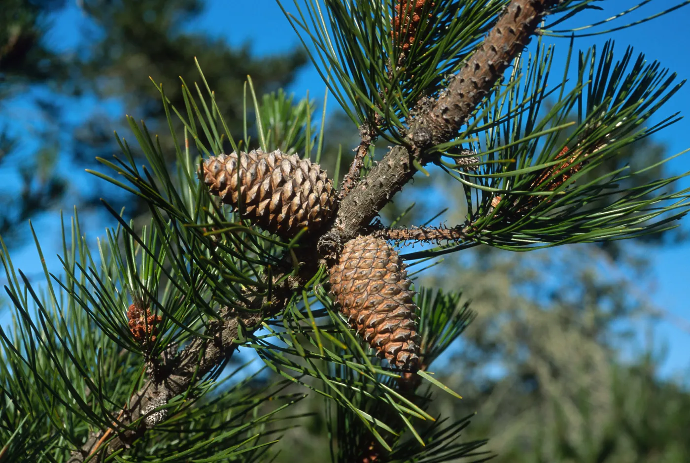 Pinus remorata, Christy Pines