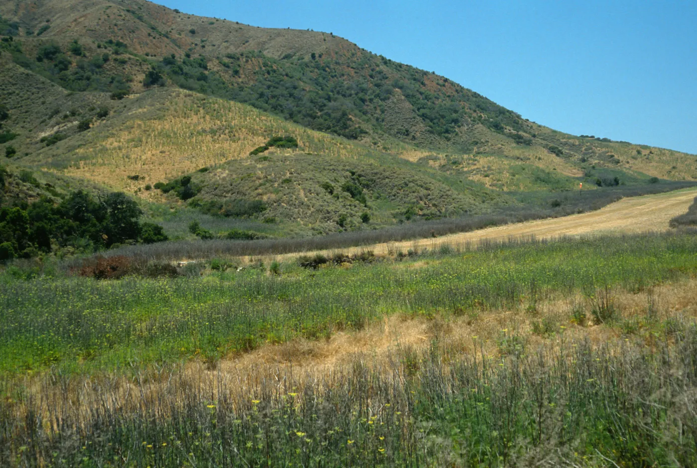 Foeniculum, near Stanton Ranch airfield