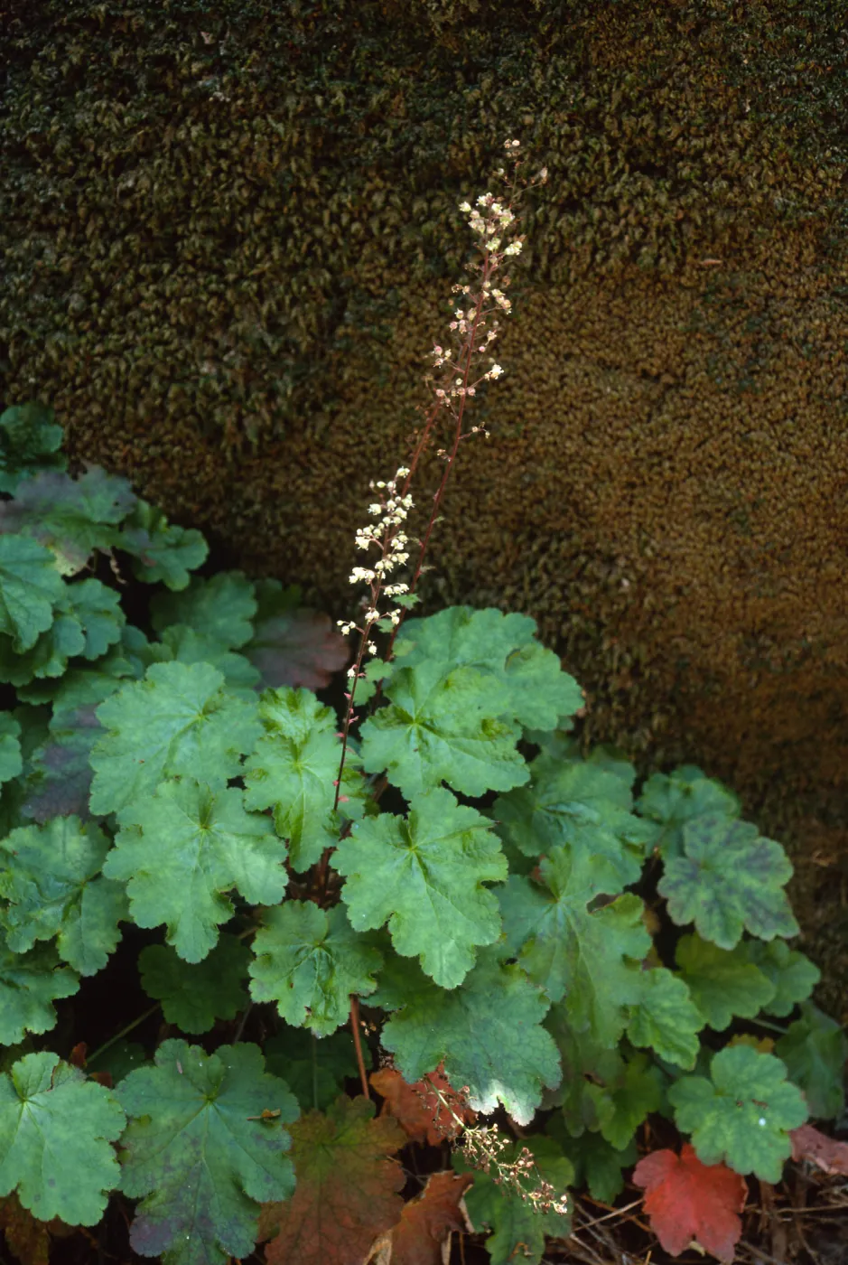 Heuchera maxima, Tinkers Canyon