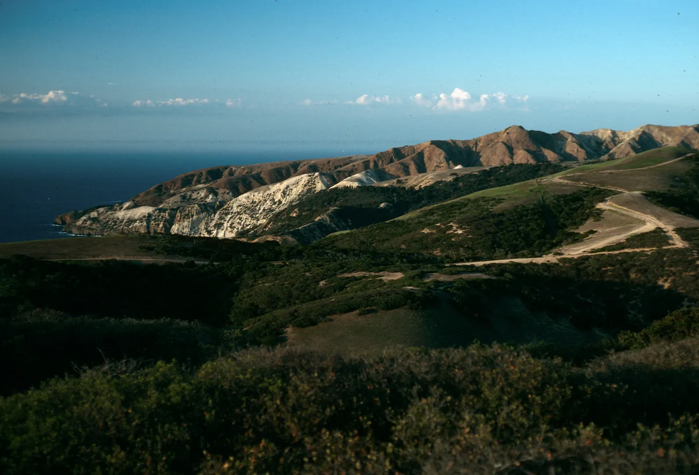 Santa Cruz Island, China Pines