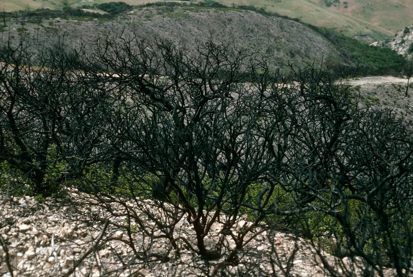 Santa Cruz Island, China Pines, after fire of December, 1994