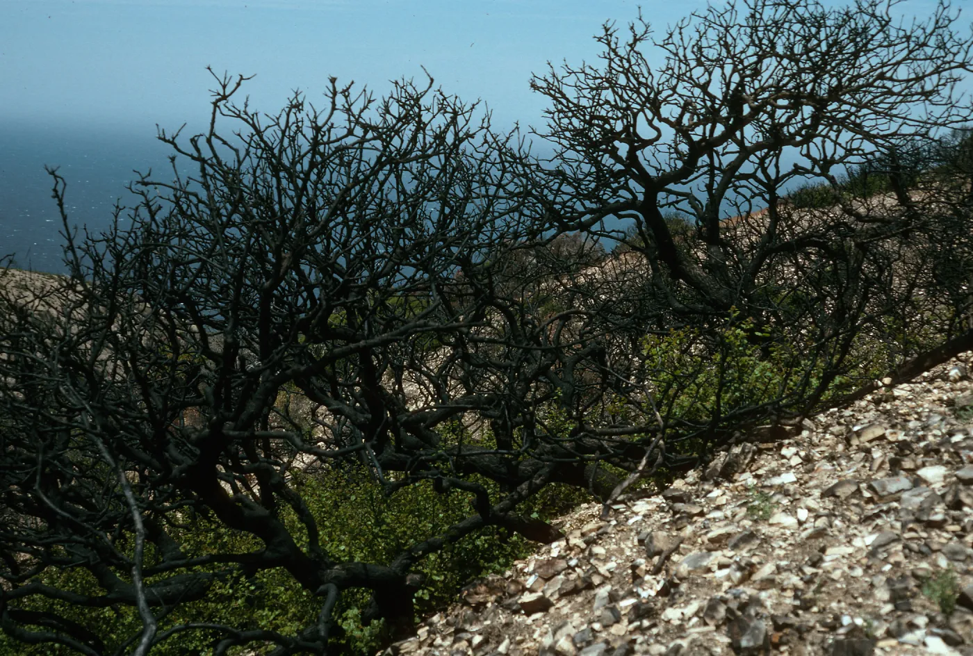 Santa Cruz Island, China Pines, after fire of December, 1994
