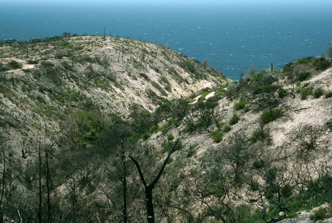 Santa Cruz Island, China Pines, after fire of December, 1995