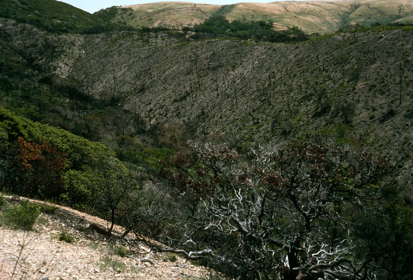 Santa Cruz Island, China Pines, after fire of December, 1994