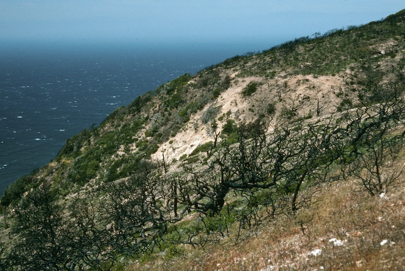 Santa Cruz Island, China Pines, after fire of December, 1994