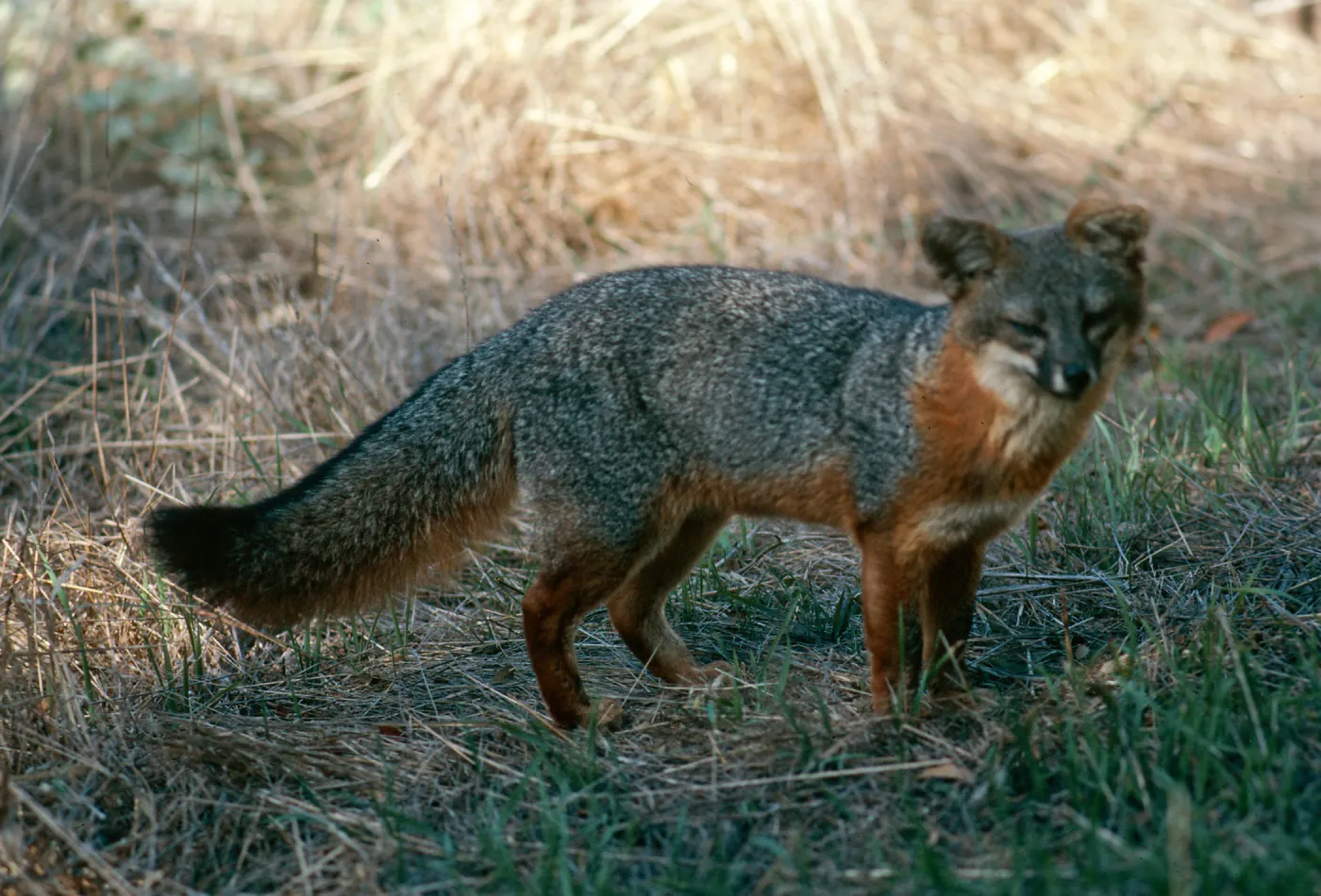 Santa Cruz Island, island fox, East of navy base