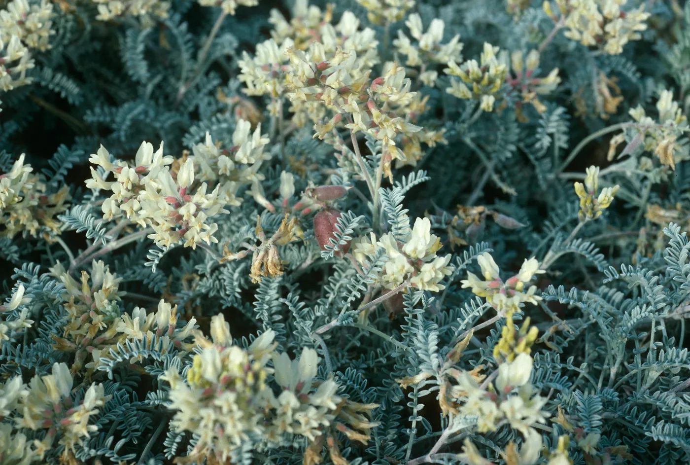 Astragalus miguelensis, Fraser Point Peninsula