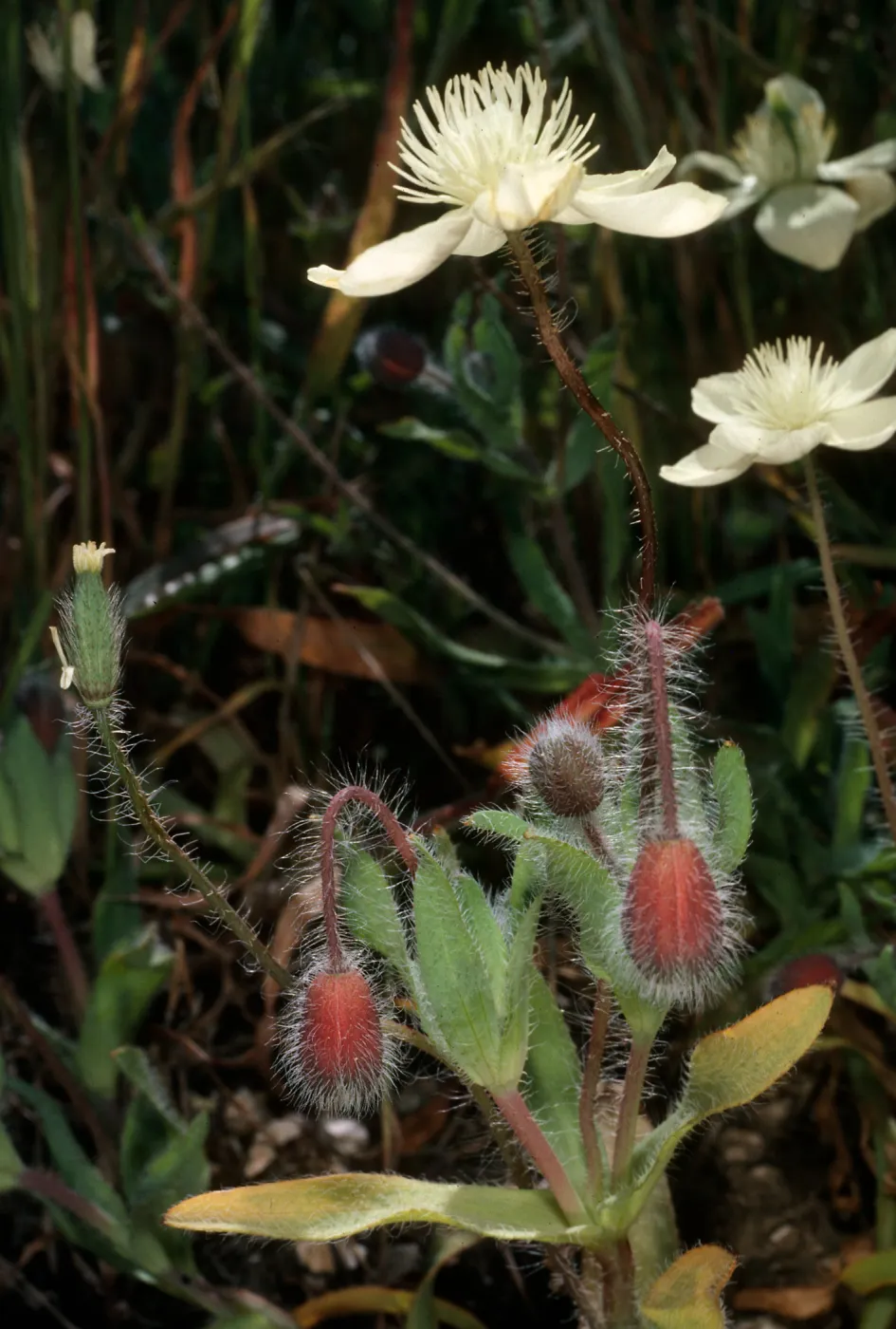 Platystemon californicus, China Harbor