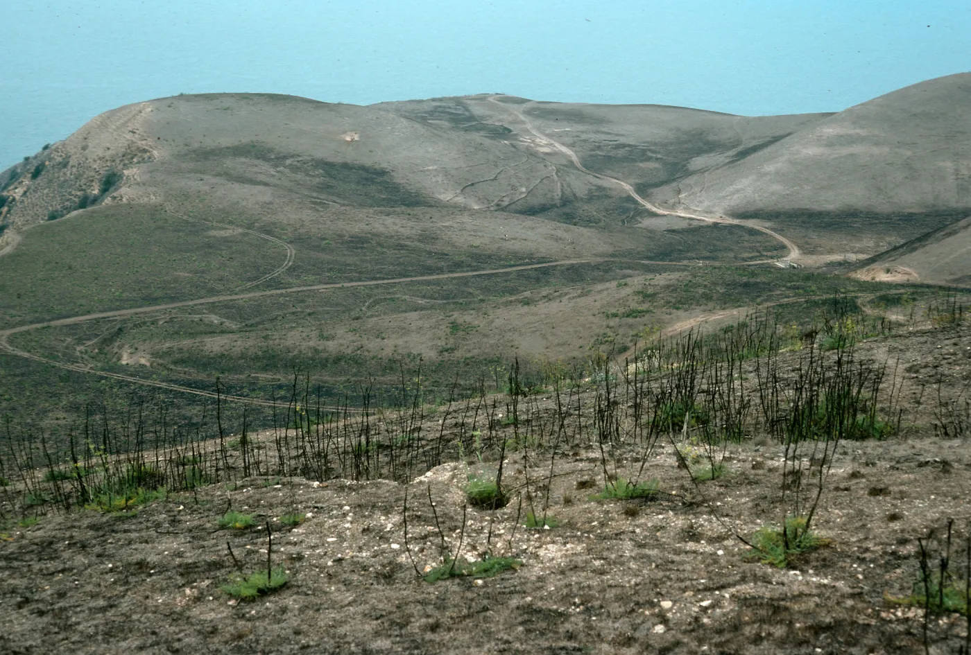 Foeniculum, 1990 burn, China Harbor