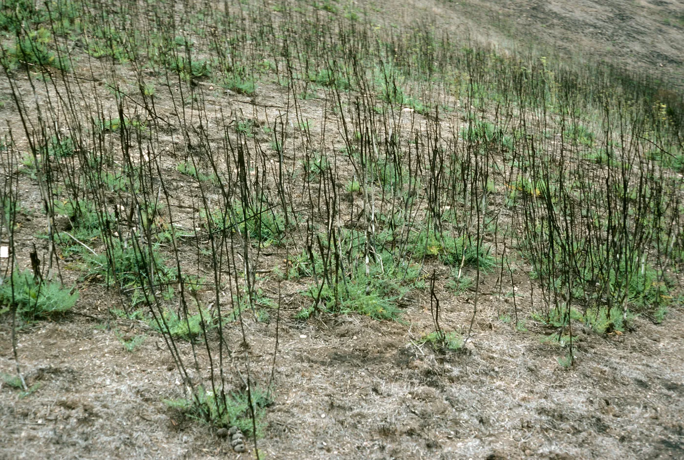 Santa Cruz Island, Foeniculum, 1990 burn, China Harbor