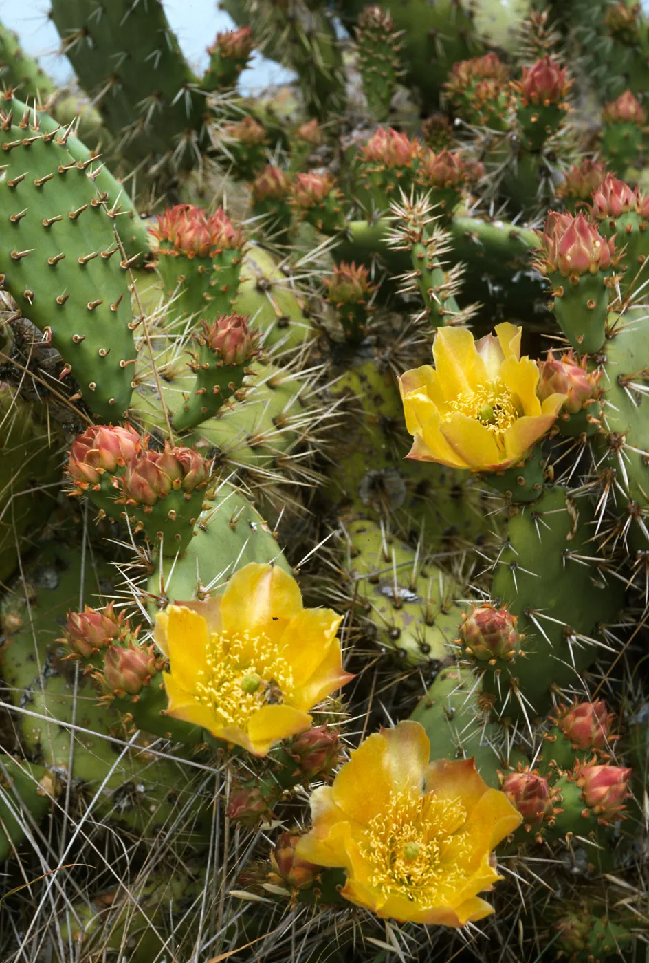 Opuntia (Prickly-pear), Dicks 