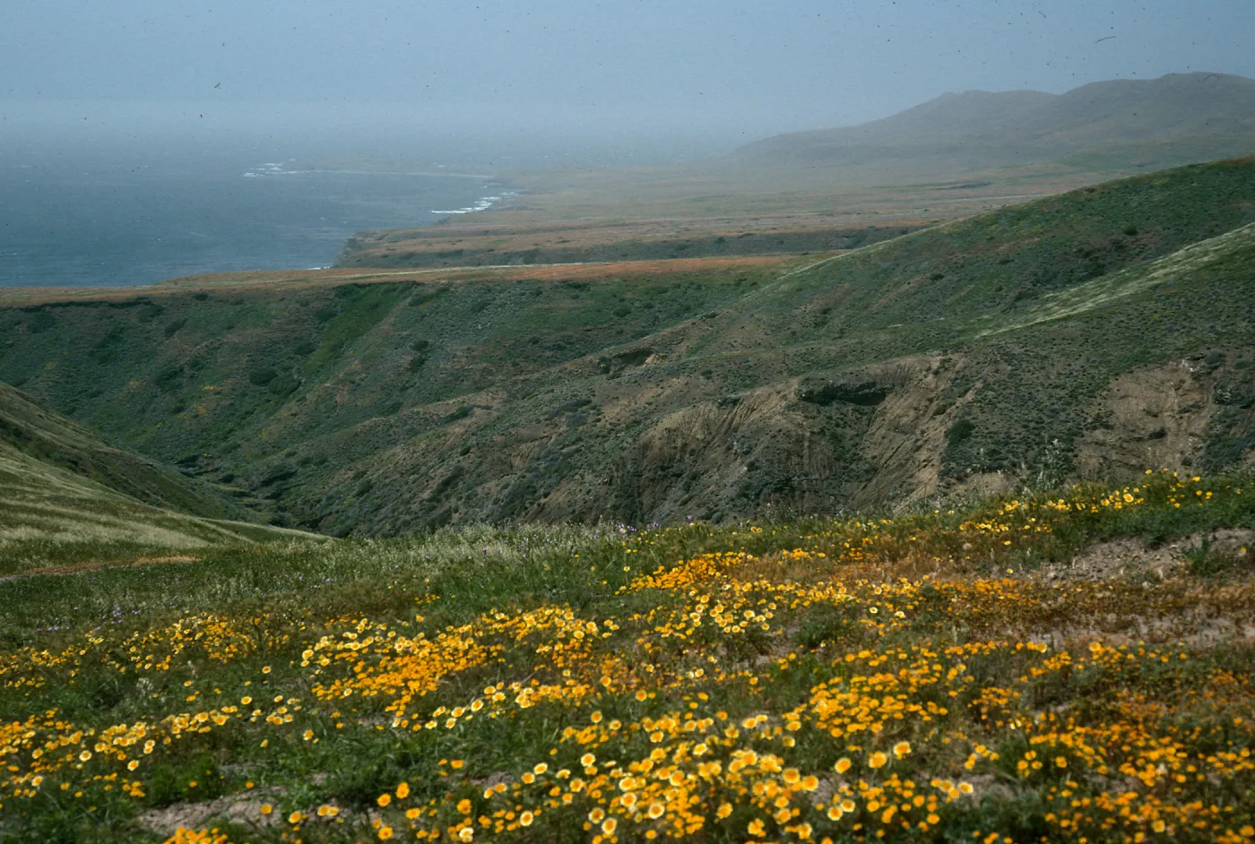 Layia (tidy tips), road to Fraser Point