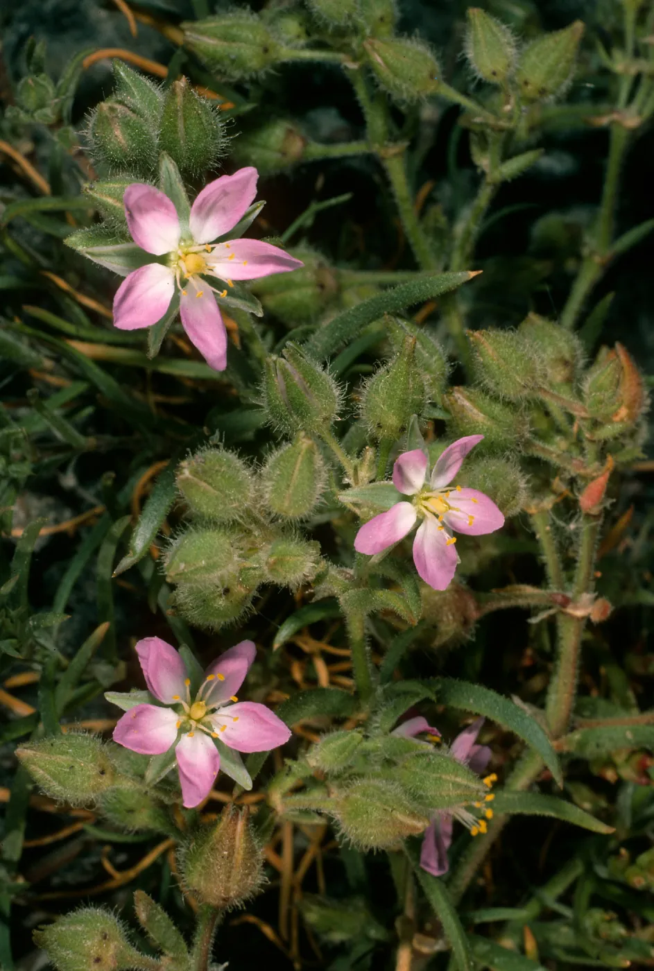 Spergularia macrotheca, Northwest coast