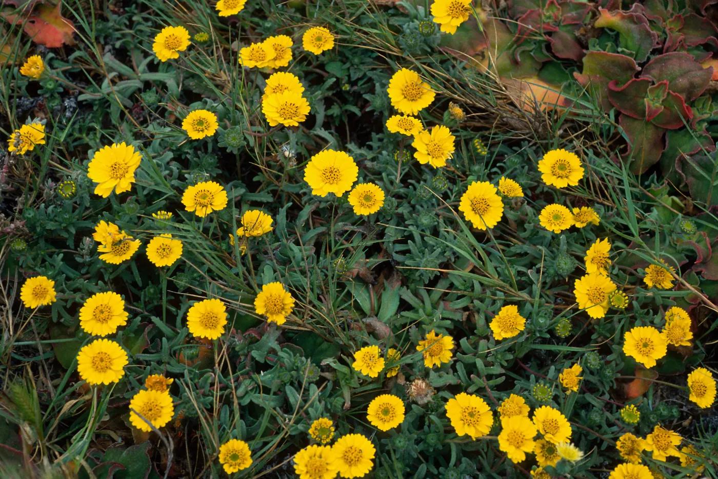 Layia (tidy tips), west side of Carrington Point, Santa Rosa Island