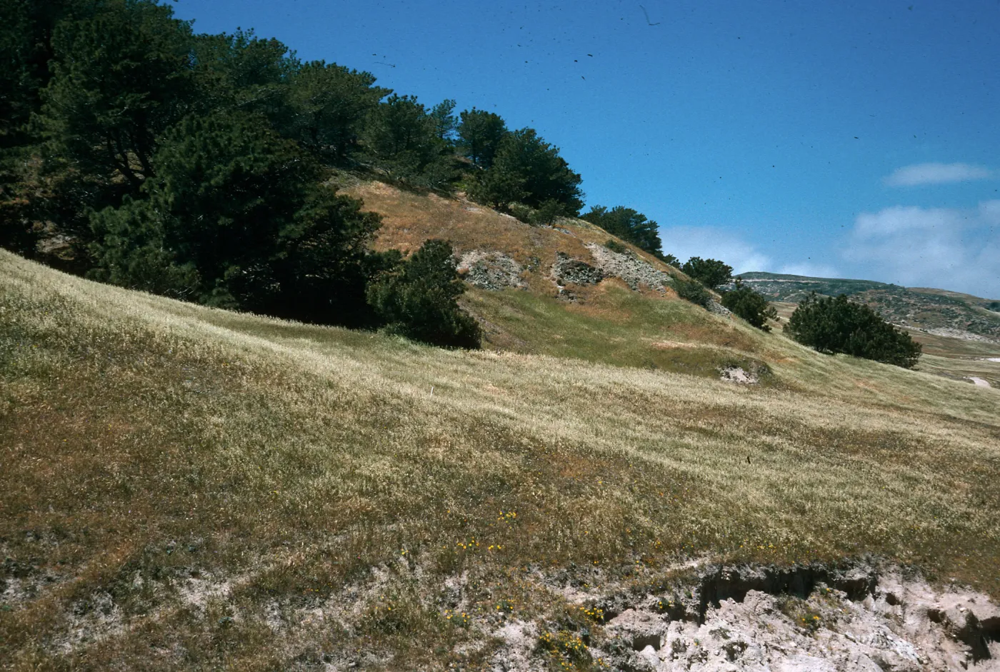 Santa Rosa Island, Beechers Bay, Torrey Pines