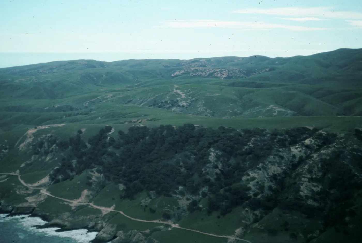 Santa Rosa Island, Torrey Pines