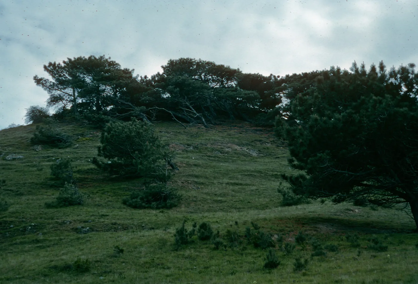 Santa Rosa Island, Torrey Pines