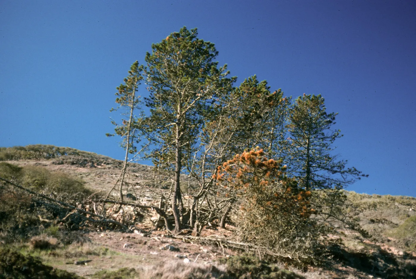 Santa Rosa Island, main road near Black Mountain