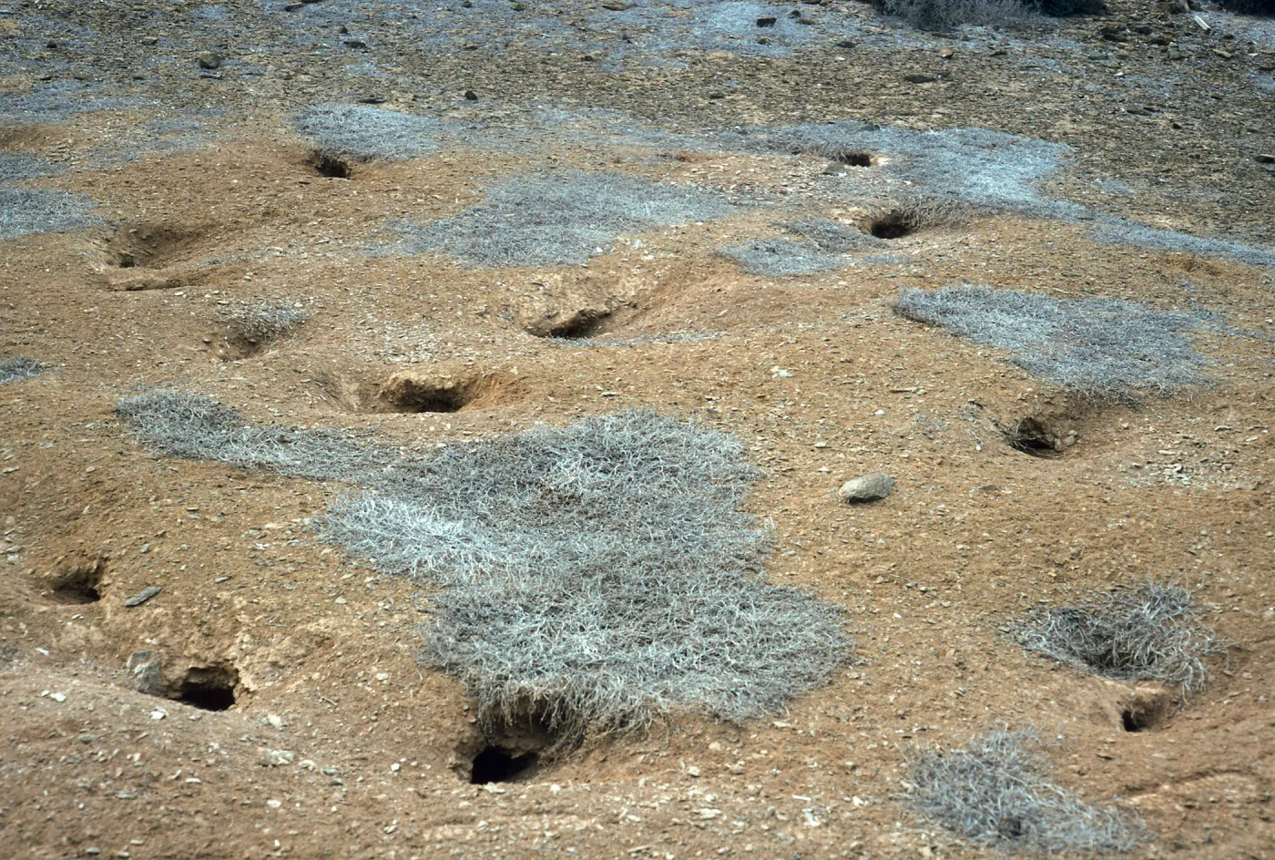 West San Benito Island, bird burrows