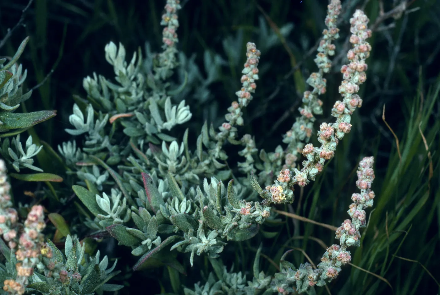Atriplex californica, San Nicholas Island, Northeast coastal flats