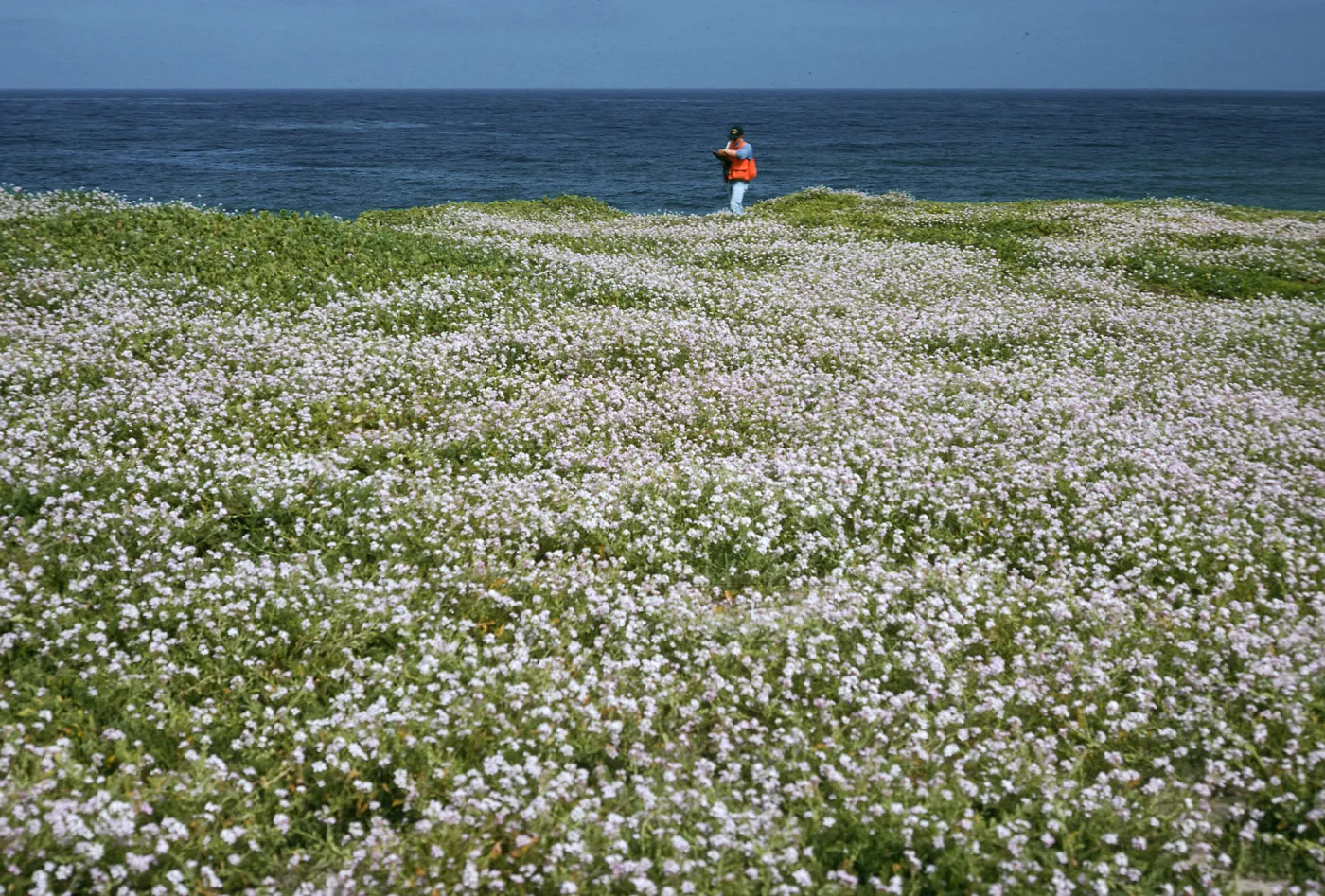 Cakile maritima, Tender Beach, San Nicolas Island