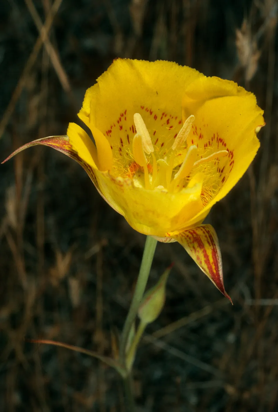 Santa Cruz Island, Calochortus luteus, Alameda de Los Coches Prietos