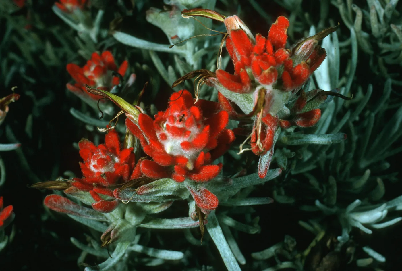 Santa Cruz Island, Castilleja hololeuca, SC-2198