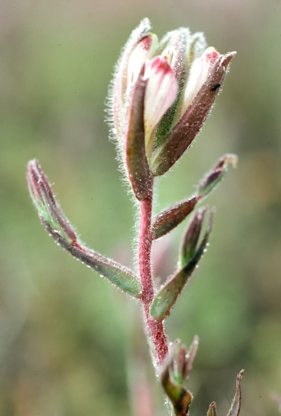 Cordylanthus maritimus, Carpinteria Salt Marsh