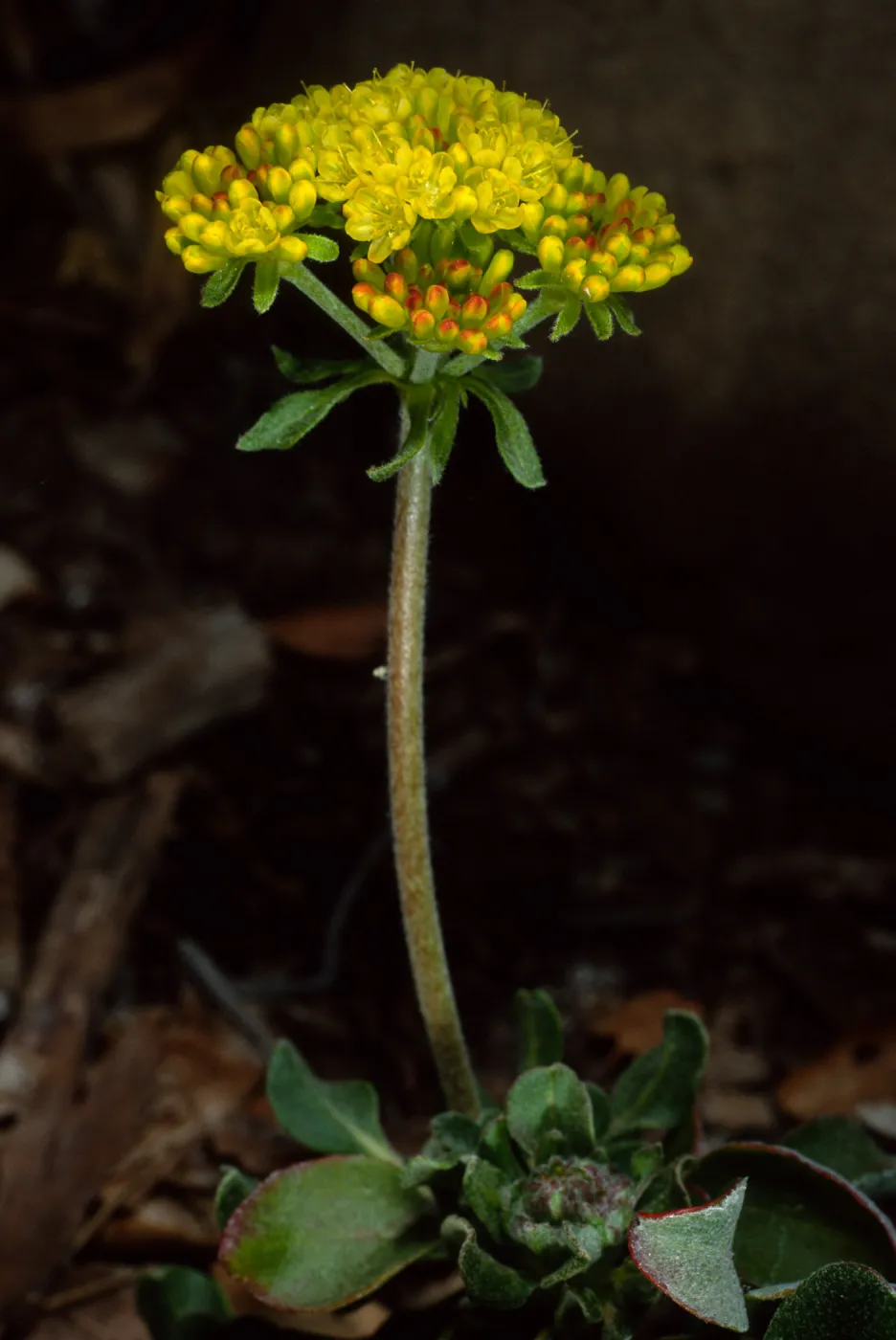 Eriogonum (wild buckwheat) , SBBG