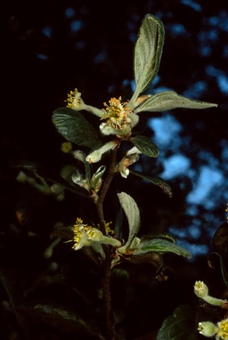 Cercocarpus traskiae, Wrigley Garden, Catalina Island