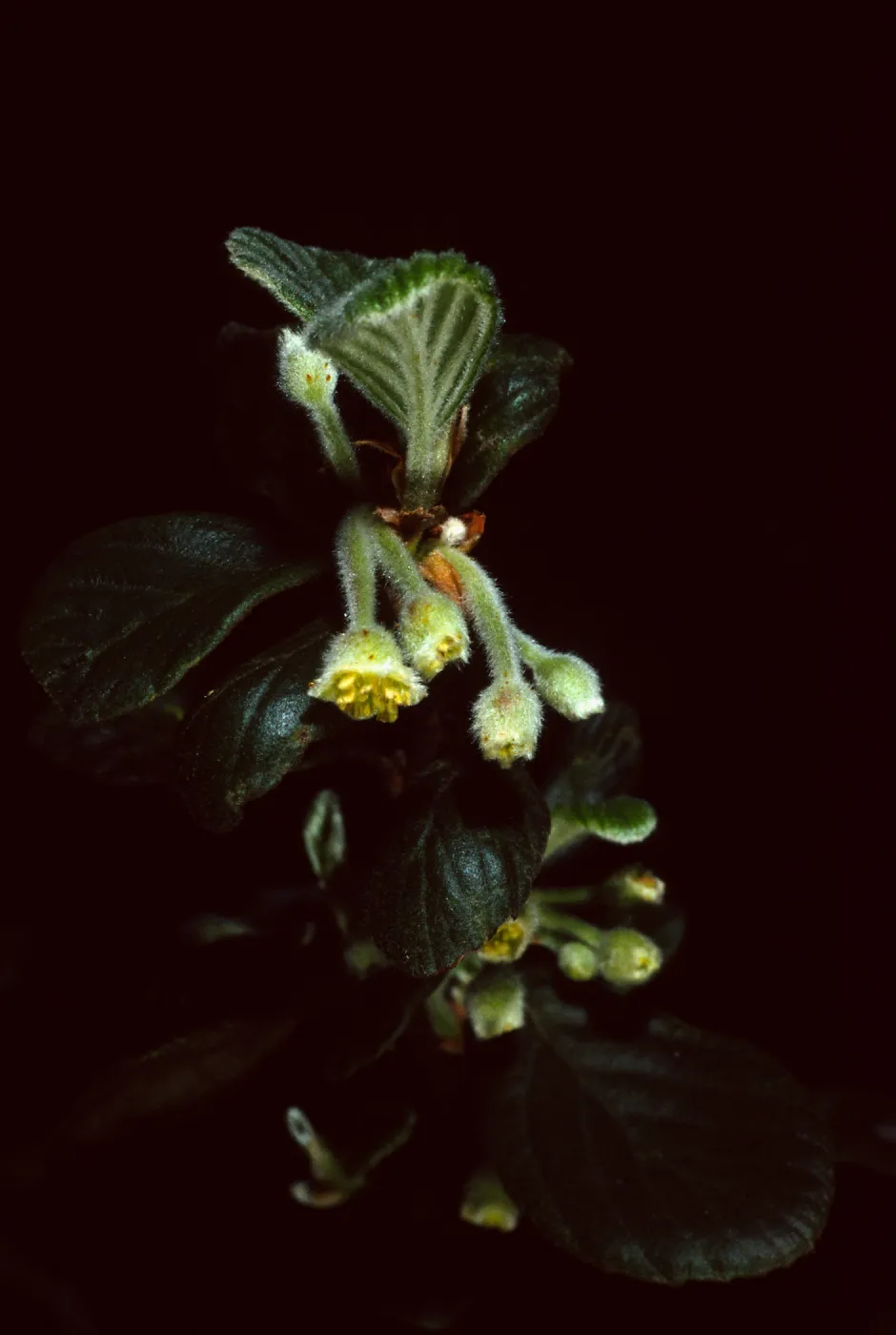 Cercocarpus traskiae, Wrigley Garden, Catalina Island