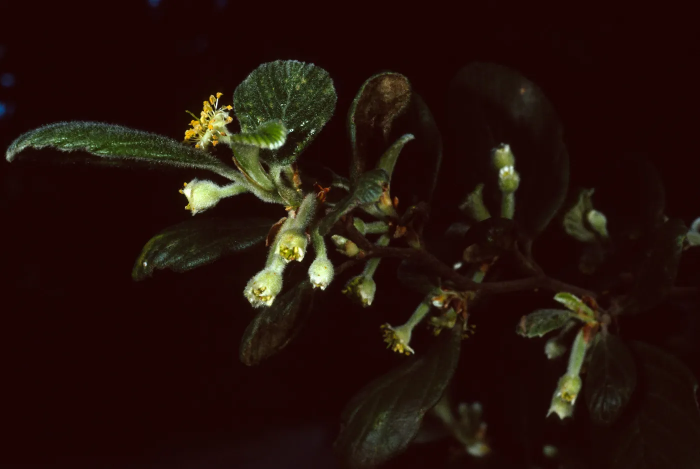 Cercocarpus traskiae, Wrigley Garden, Catalina Island