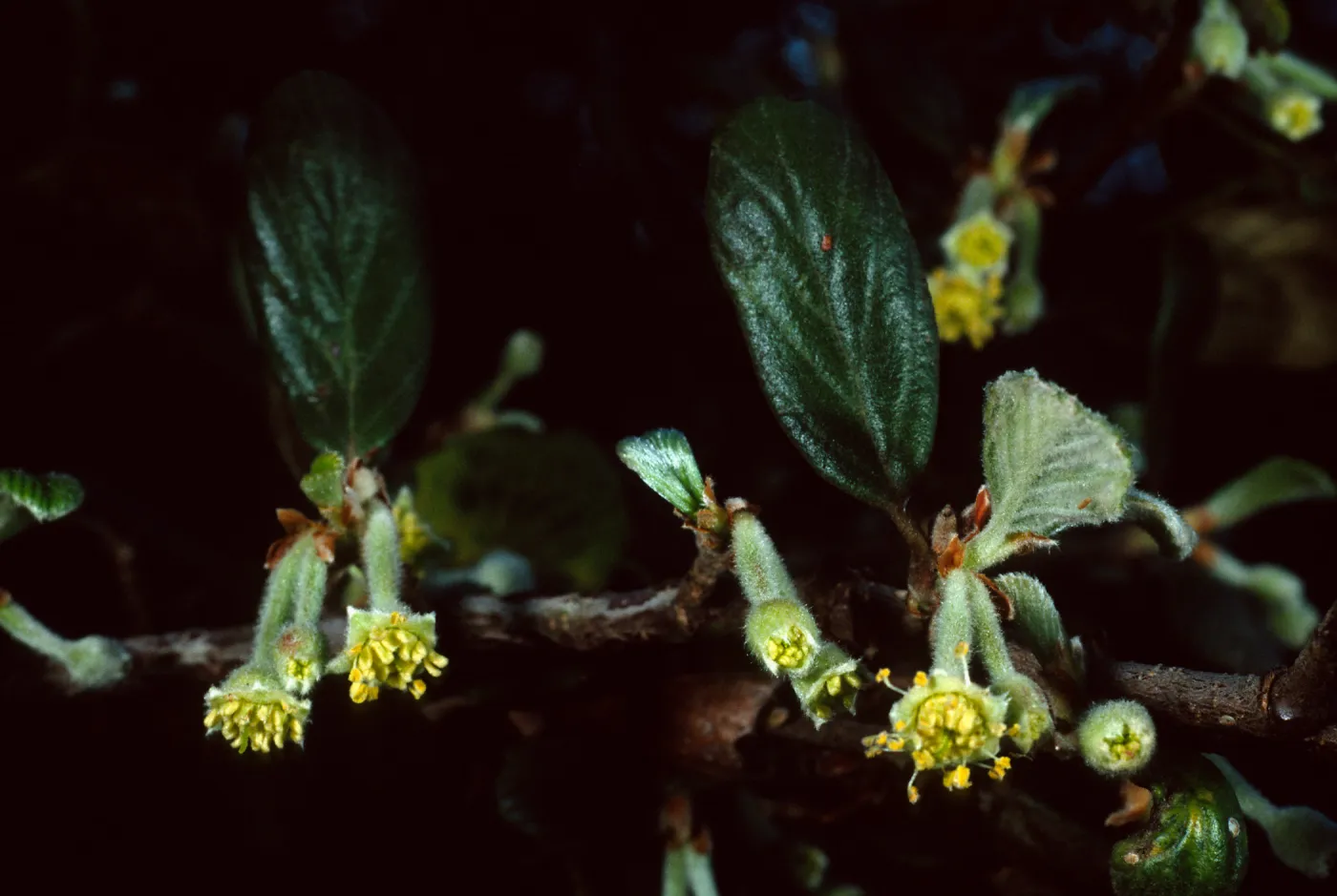 Cercocarpus traskiae, Wrigley Garden, Catalina Island