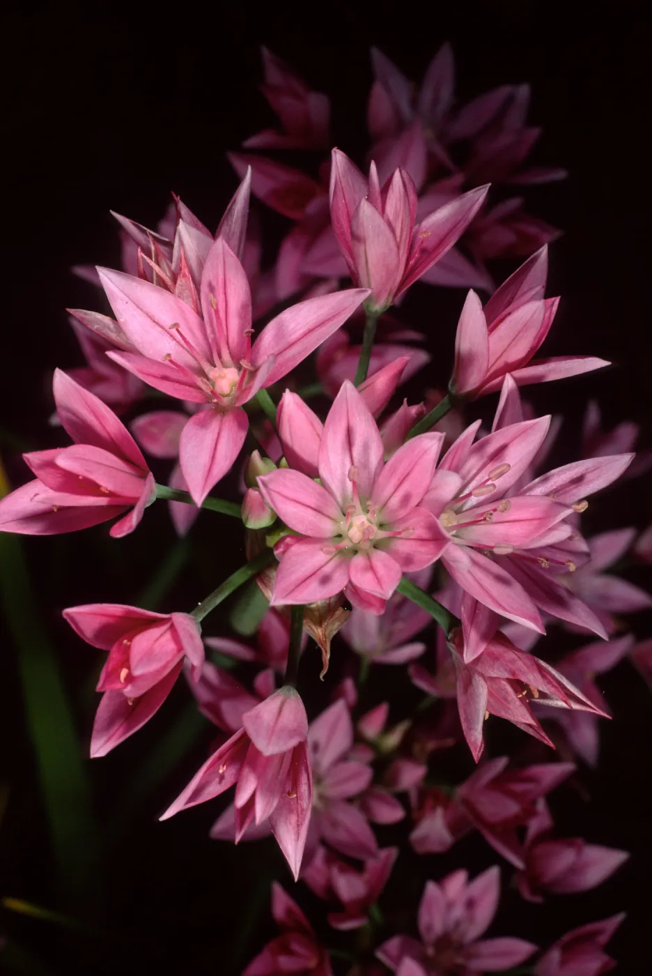 Allium, SBBG