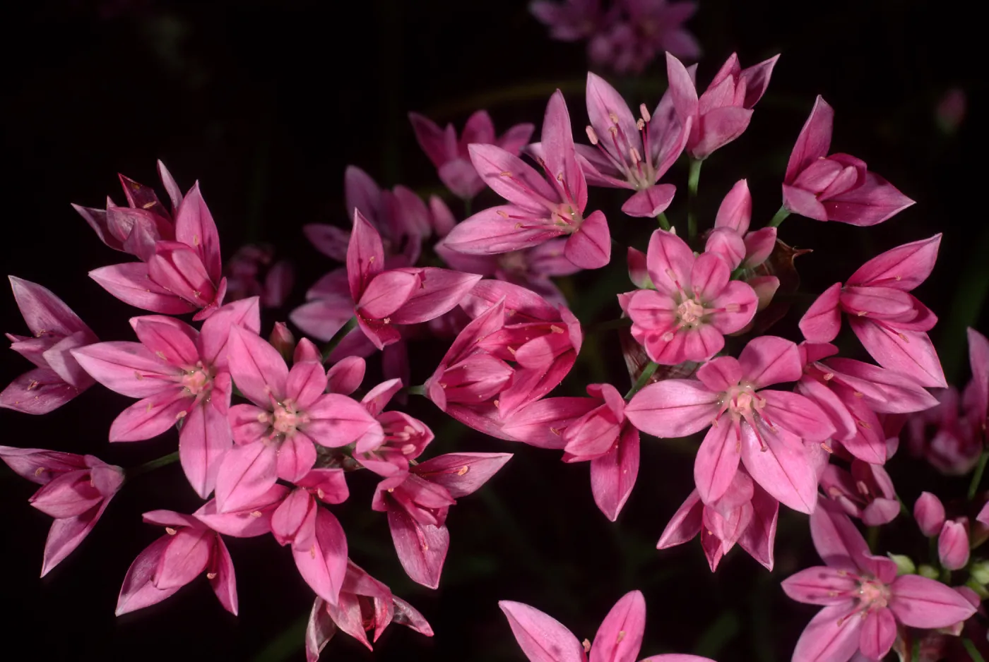 Allium, SBBG