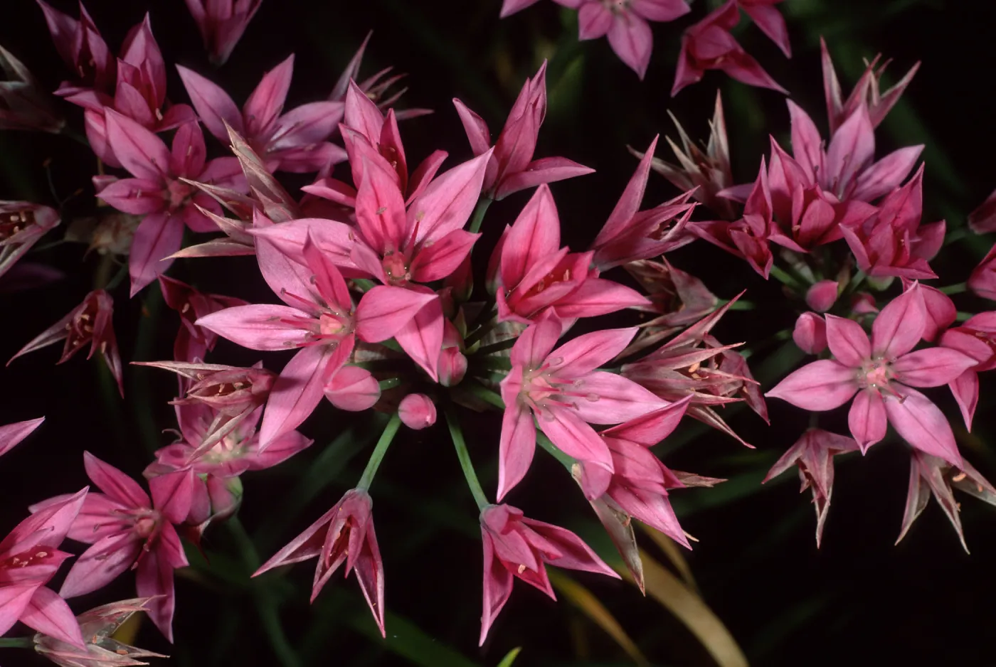 Allium, SBBG