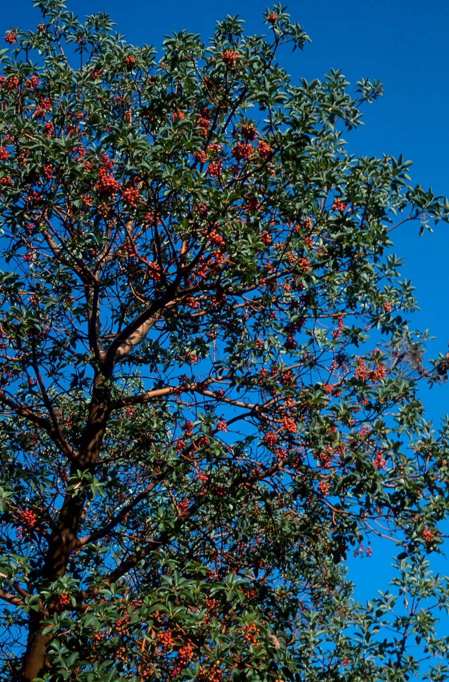 Arbutus menziesii, Reagan Ranch, Refugio Canyon